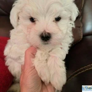 Cute Maltese puppies