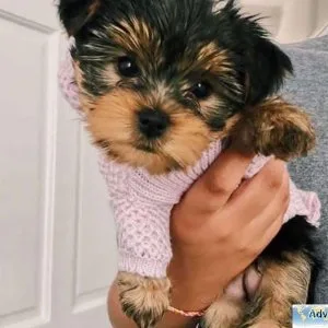 vghr  Yorkshire Terrier Puppies