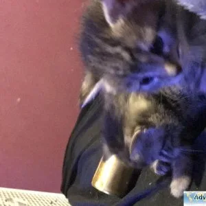 Kittens for homes