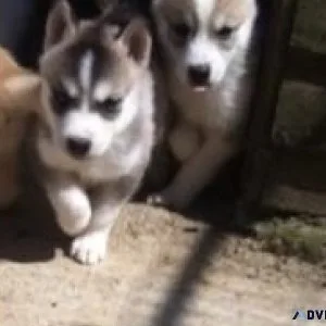 Stunning Siberian Husky Puppies for Adoption