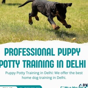 Professional Puppy Potty Training in Delhi