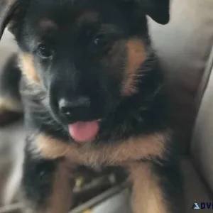 Beautiful German Shepherd puppies