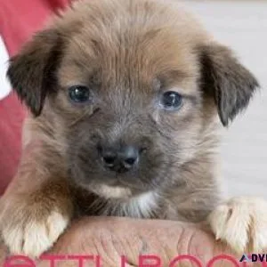 Second_hand_dog_resc ue