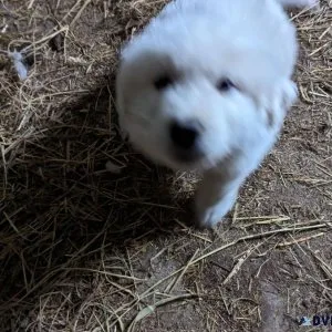 Purebred Great Pyrannes 9wk male vet health certificatevac
