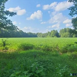 152 acres of Cattle and Row Crop Land