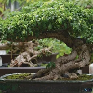 Where to find Murraya Bonsai