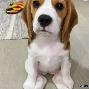 Dog for sales