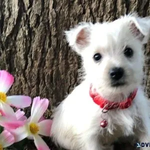 Beautiful West Highland White Terrier Puppies.