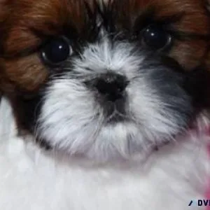 Mini Shih Tzu.