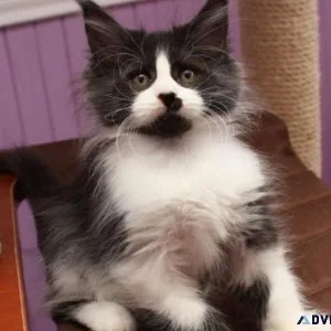 Maine Coon kittens