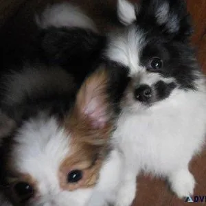 Adorable Papillon Puppies