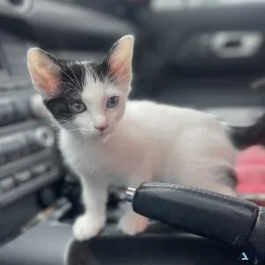 Purebred 8 Week Old Odd-Eyed Female Turkish Van Kitten