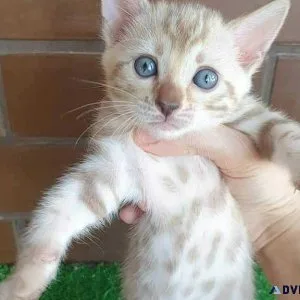 TICA registered purebred Bengal