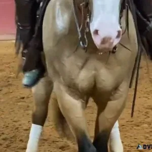 Fancy Broke Rope Ranch Riding Quarter Horse Kids Safe