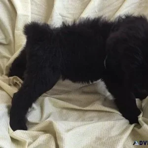Adorable Black Russian Terrier puppies