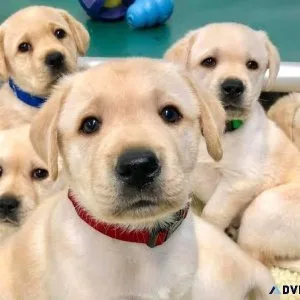 Puppies available for sale