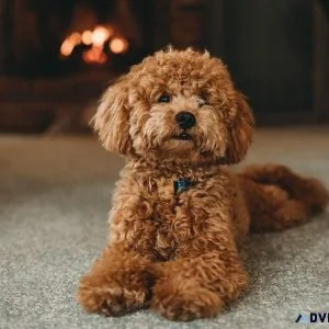 POODLE FOR SALE  7300930479
