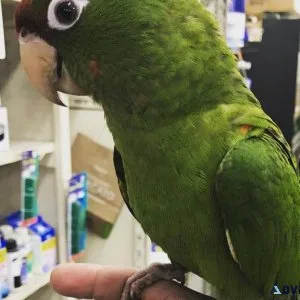Puerto Rican Amazon Parrot
