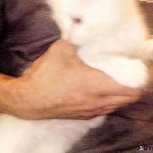 Kitten