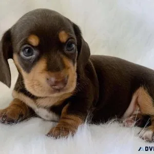 Miniature dachshund puppies ready