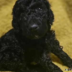 Goldendoodle puppies ready 1010