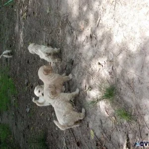 Golden doodles