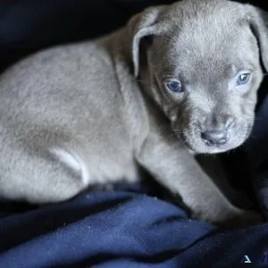 Incredible Staffordshire bull Terrier