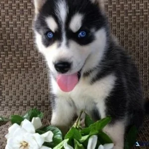 Gorgeous Siberian Husky Puppies For Sale.