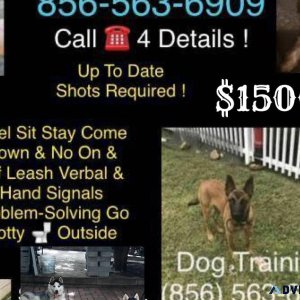 K9 Trainer all breeds