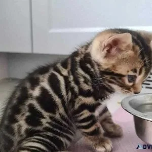Beautiful Bengal kittens in your home