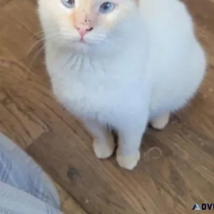 Female flame point