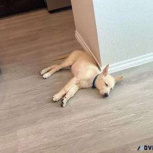 White Male German Shepherd Puppy