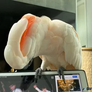 Moluccan Cockatoo