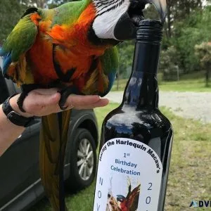 macaw birds for adoption