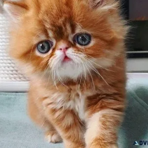 Teacup Persian kitten