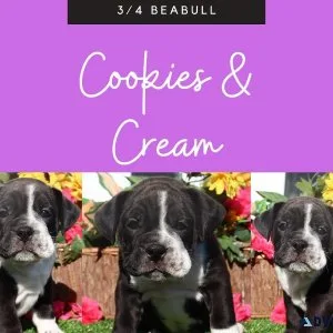 cookies and cream Female Beabull