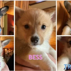Corgi Puppies