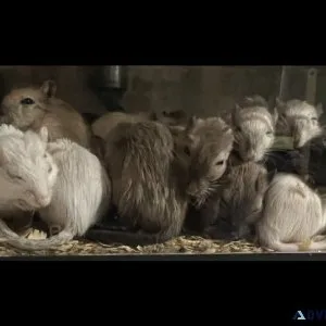 Gerbils