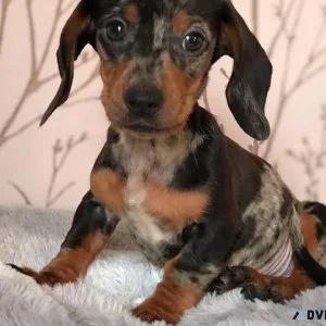 Dapple Dachshund  puppies Available