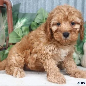 Jaret Male Cavapoo