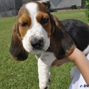 Charming Basset Hound