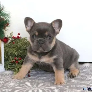 French Bulldog  Pekingese