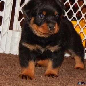 inferior every German rottweiler puppies for Sale