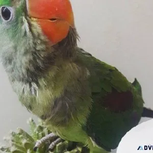 Alexandrine Parakeet