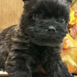 Cairn Terriers