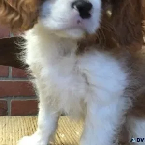 Adorable Cavalier King Spaniel puppies available