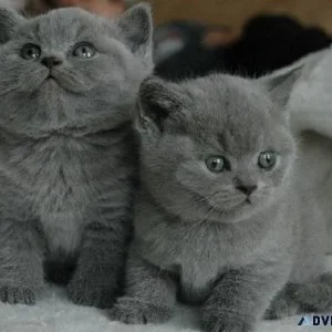 British Shorthair Level Kittens With Excellent