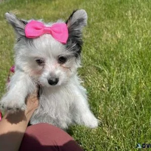 Female Morkie for good home