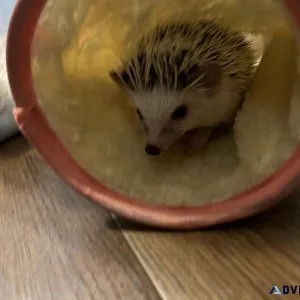4 month old female hedgehog