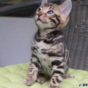 Bengals two silver females one brown male available